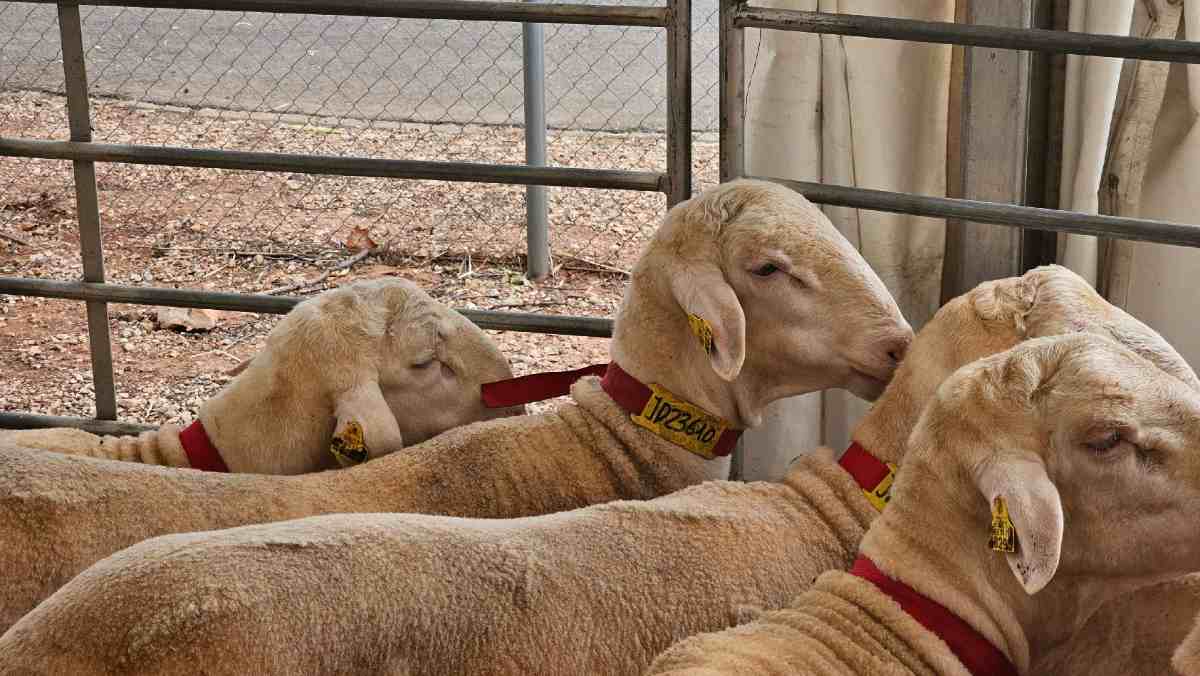ovejas de raza manchega
