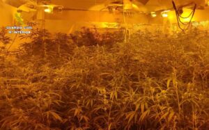 Imagen de la plantación de marihuana encontrada en Los Navalmorales.