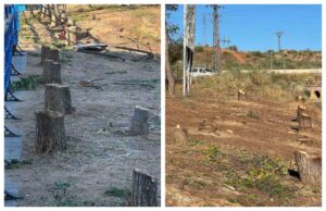 Imagen de los árboles talados en Azucaica.