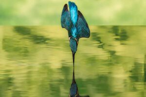 Premio Diputación de Toledo a la fotografía