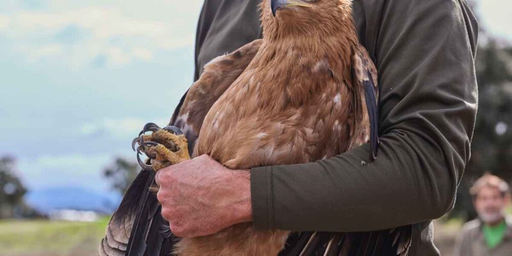 Vista del águila imperial recuperada en el CERI de Sevilleja de la Jara que este lunes ha sido soltadas, un acto al que han asistido el delegado de la Junta en Toledo, Álvaro Gutiérrez, y la delegada provincial de Desarrollo Sostenible, Montse Muro. EFE/ Manu Reino