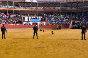 Exhibición de los guías caninos en la plaza de toros de Ciudad Real