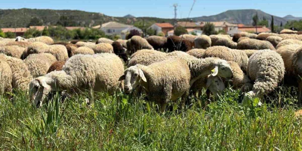 ovejas