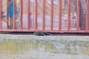 Imagen ofrecida por el PSOE de una rata en el Polígono.