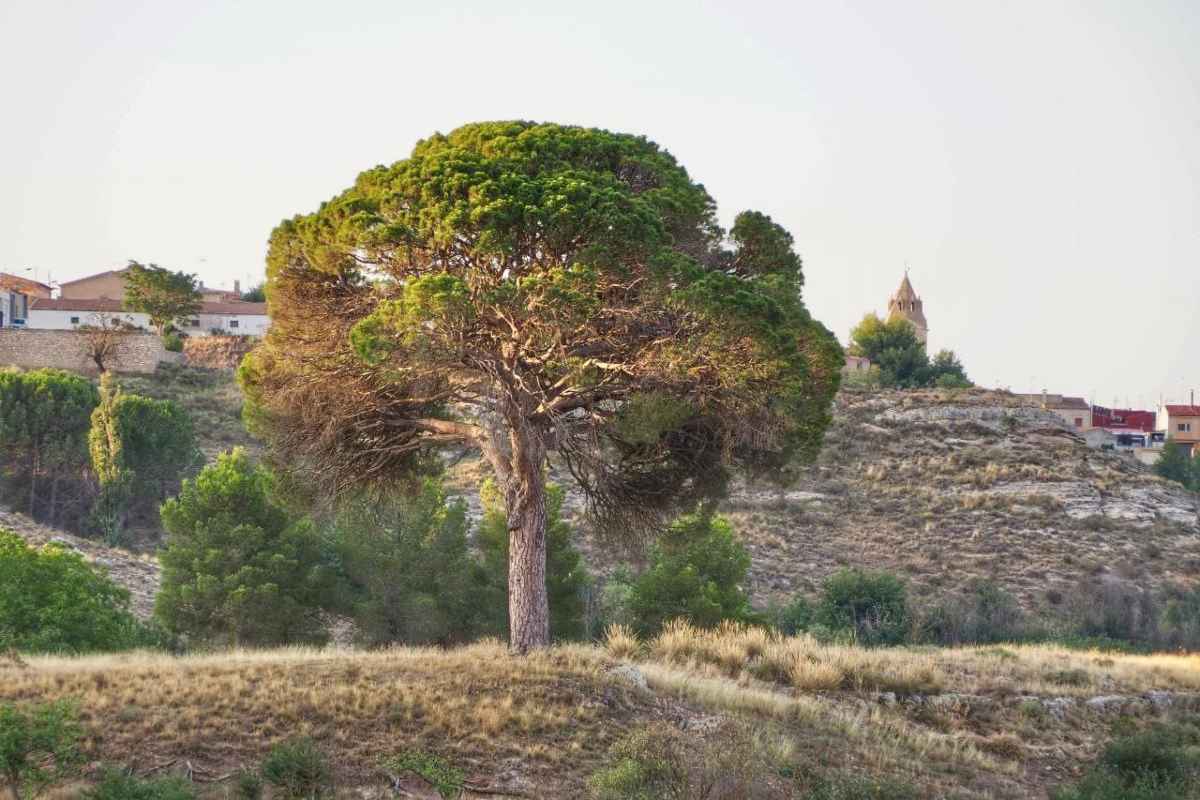 pino-juan-molinera