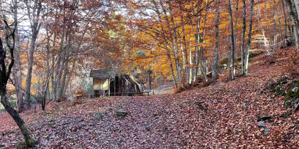 hayedo de tejera negra, otoño, hojas secas,