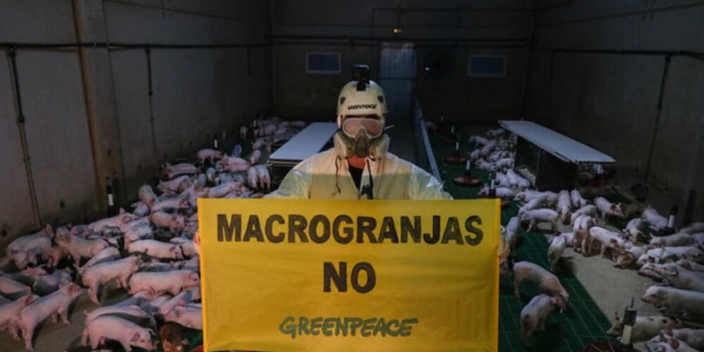 Greenpeace reclama a la Junta que mantenga la moratoria de las macrogranjas.