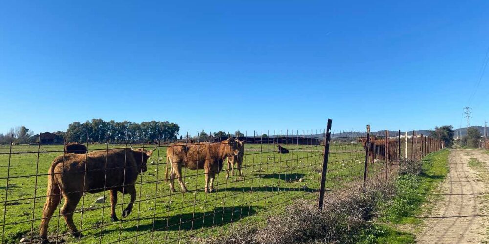 Los alumnos están recogiendo muestras de tierra en diferentes parajes cercanos a sus municipios, como este en Pepino (Toledo) Foto: David Engenios