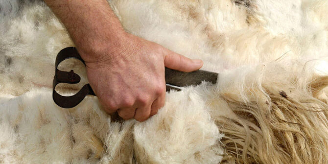 esquileo de ovejas