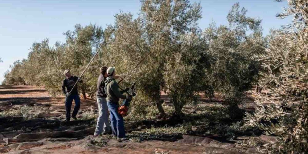 recogida de aceituna