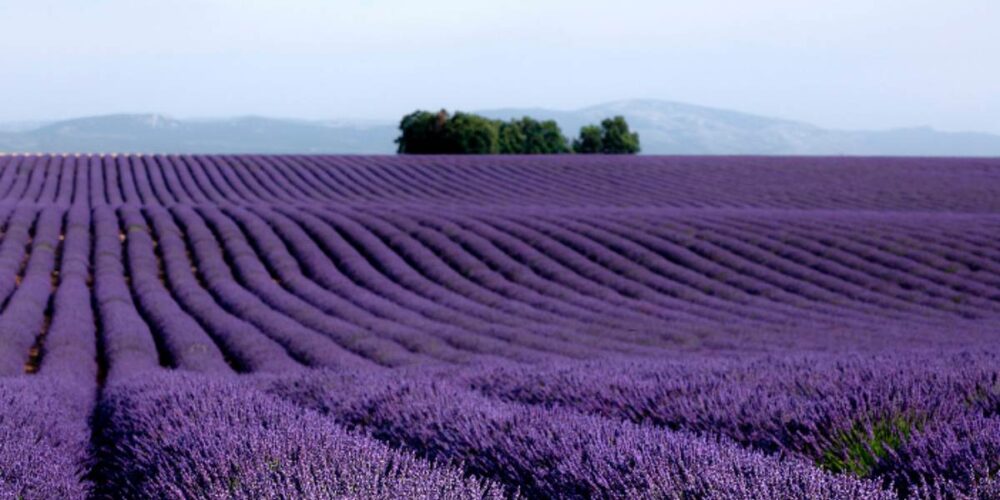 Campo de Lavanda Foto: Turismo Brihuega