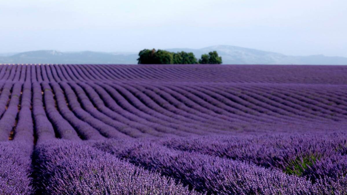 Campo de Lavanda Foto: Turismo Brihuega