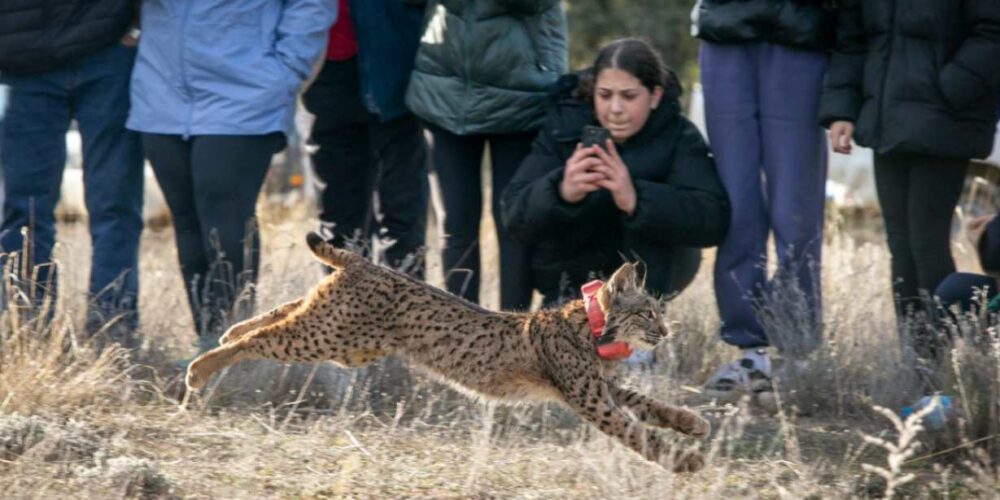 Imagen de uno de los linces liberados. Foto: A. Pérez Herrera // JCCM)
