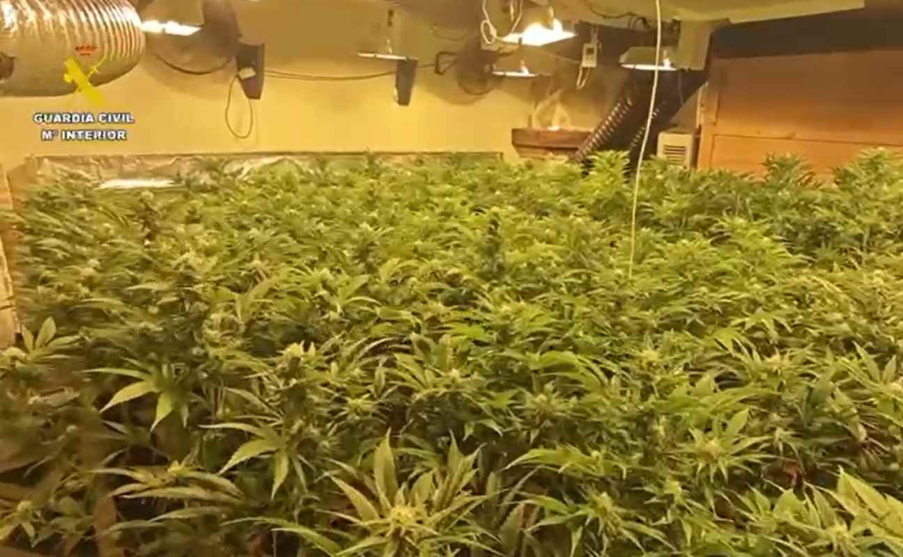 Así era la plantación de marihuana desmantelada en Burguillos.