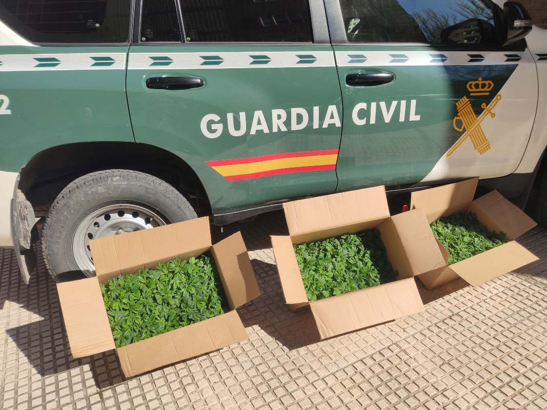 Marihuana incautada en Torrejón del Rey