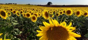 girasoles