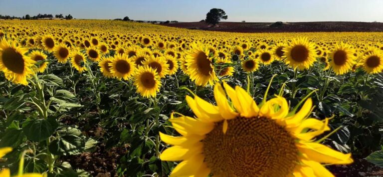 girasoles