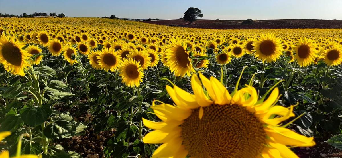 girasoles