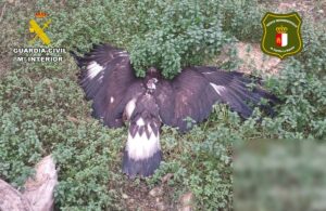 aguila-real-envenenado
