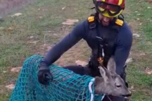 Uno de los bomberos con el corzo recién rescatado