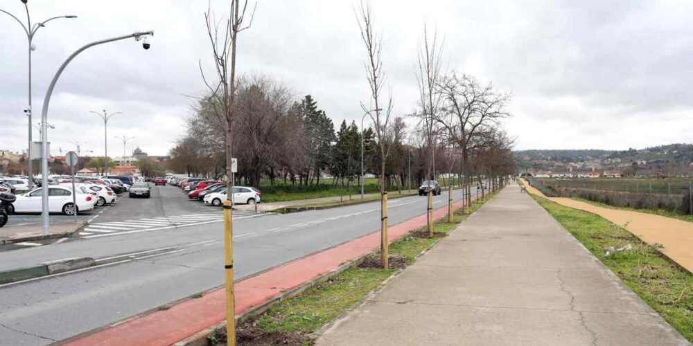Árboles plantados en una calle de Toledo.