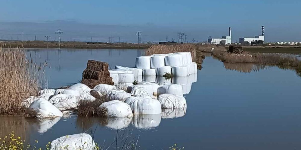 Imagen de una parcela anegada por el agua del Tajo a la altura de Algodor. Foto: Rebeca Arango.