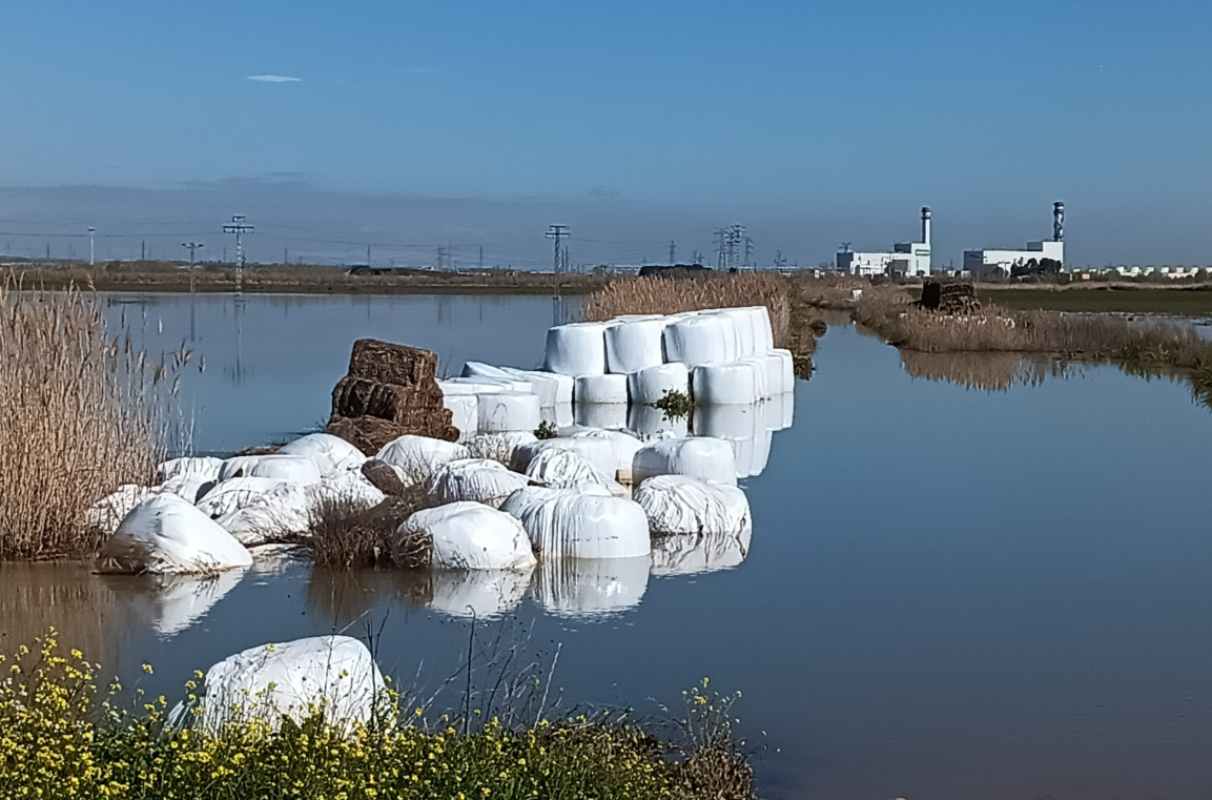 Imagen de una parcela anegada por el agua del Tajo a la altura de Algodor. Foto: Rebeca Arango.