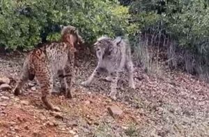 Pelea de dos linces ibéricos.