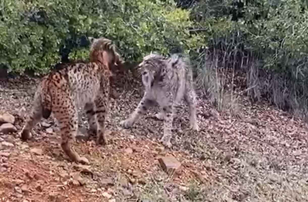 Pelea de dos linces ibéricos.
