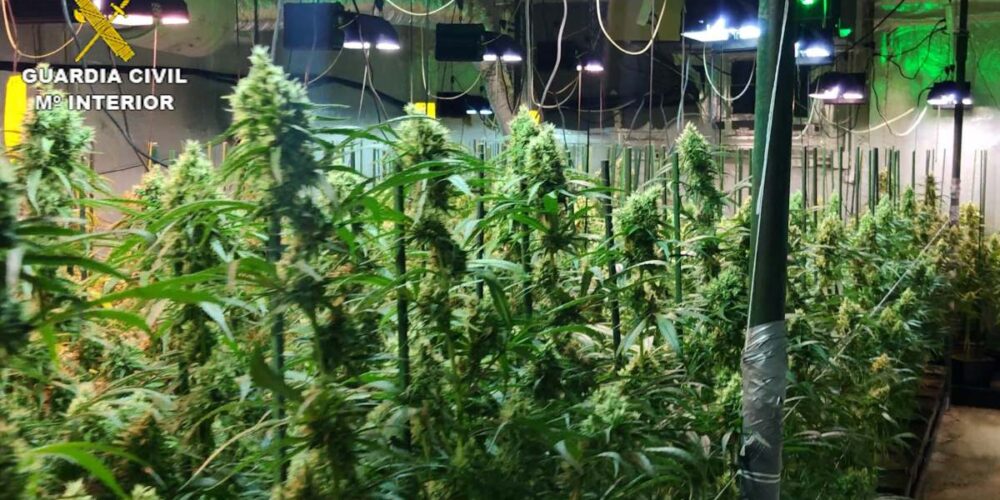 Imagen de archivo de una plantación indoor de Marihuana