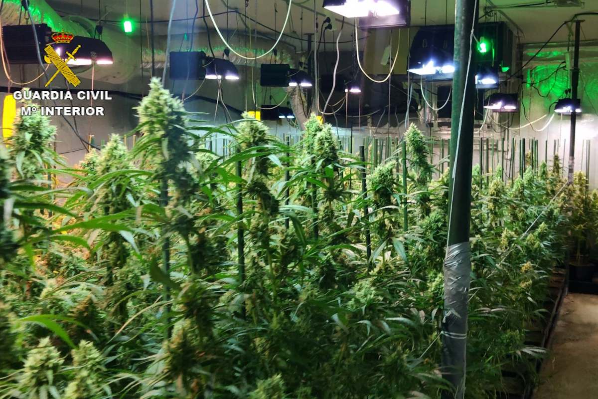 Imagen de archivo de una plantación indoor de Marihuana