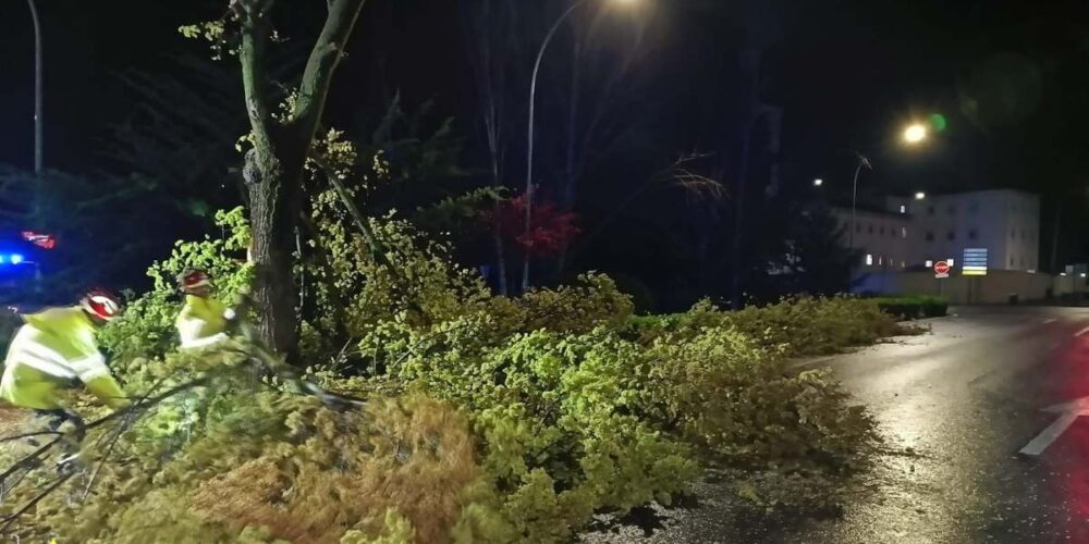Imagen del árbol caído en la ronda de Alarcos