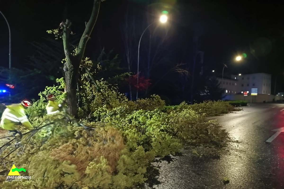Imagen del árbol caído en la ronda de Alarcos