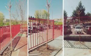 Árboles que ya han sido plantados en el patio del centro. 