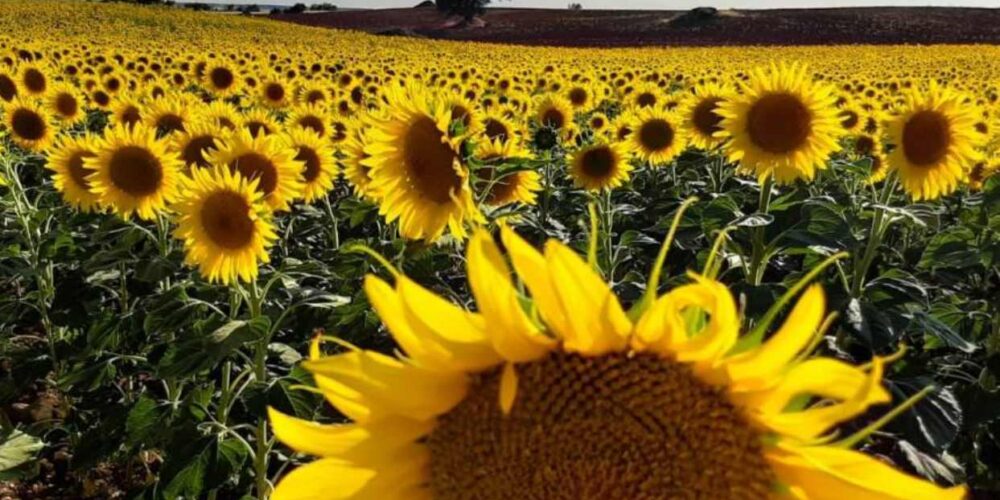 Girasoles. Foto: ASAJA Cuenca.