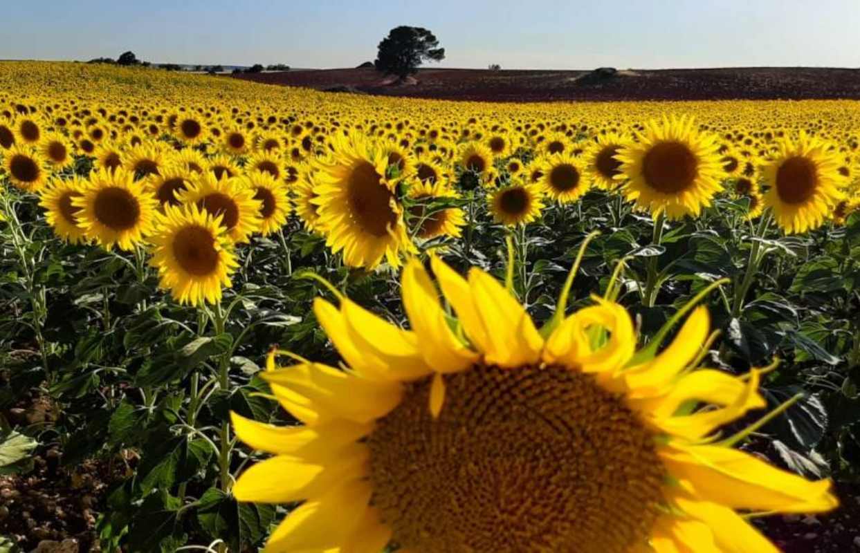 Girasoles. Foto: ASAJA Cuenca.