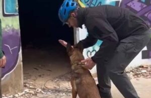 Entrenamiento de Logan, el perro de Toledo que será especialista en buscar personas en Cullera.