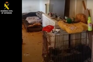 Desmantelado un albergue clandestino de animales en un domicilio de Villaluenga de la Sagra (Toledo). Foto: Guardia Civil