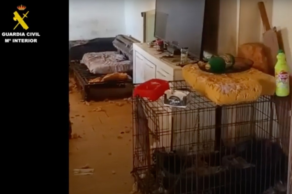 Desmantelado un albergue clandestino de animales en un domicilio de Villaluenga de la Sagra (Toledo). Foto: Guardia Civil