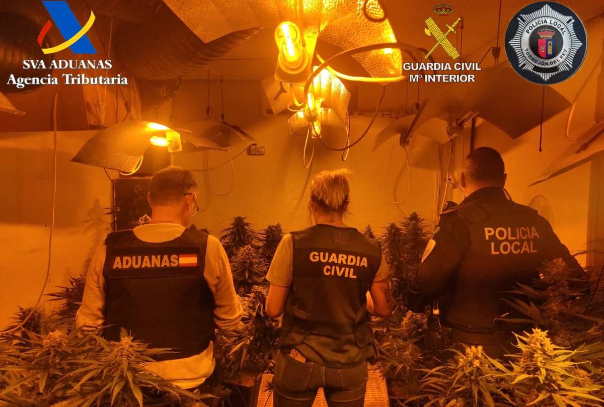 Plantación marihuana Torrejón del Rey