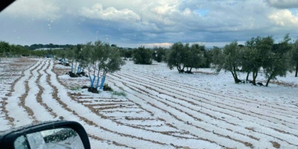 Foto de archivo de campos blancos por el granizo en Tarazona de La Mancha (Albacete). Foto: Toñi Saiz