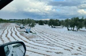 Campos blancos por el granizo en Tarazona de La Mancha (Albacete). Foto: Toñi Saiz
