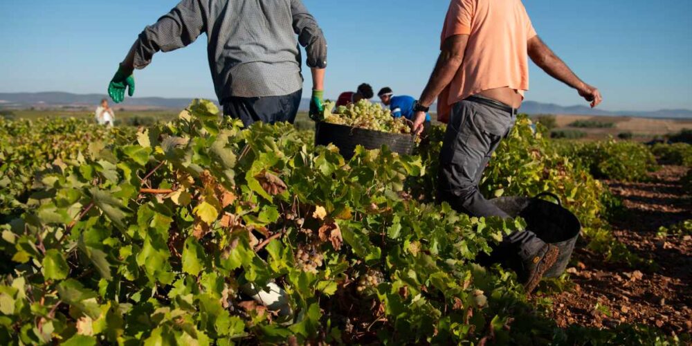 Imagen de varios jornaleros en la campaña de vendimia
