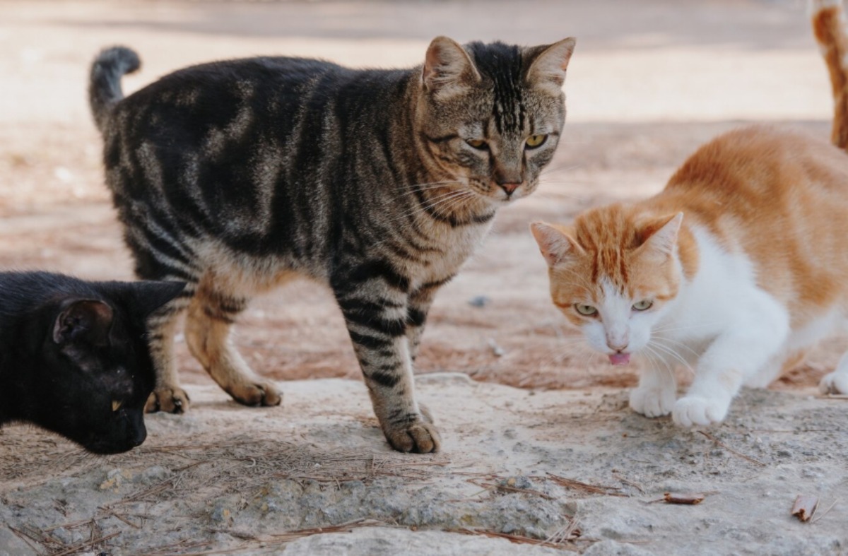 Imagen de gatitos
