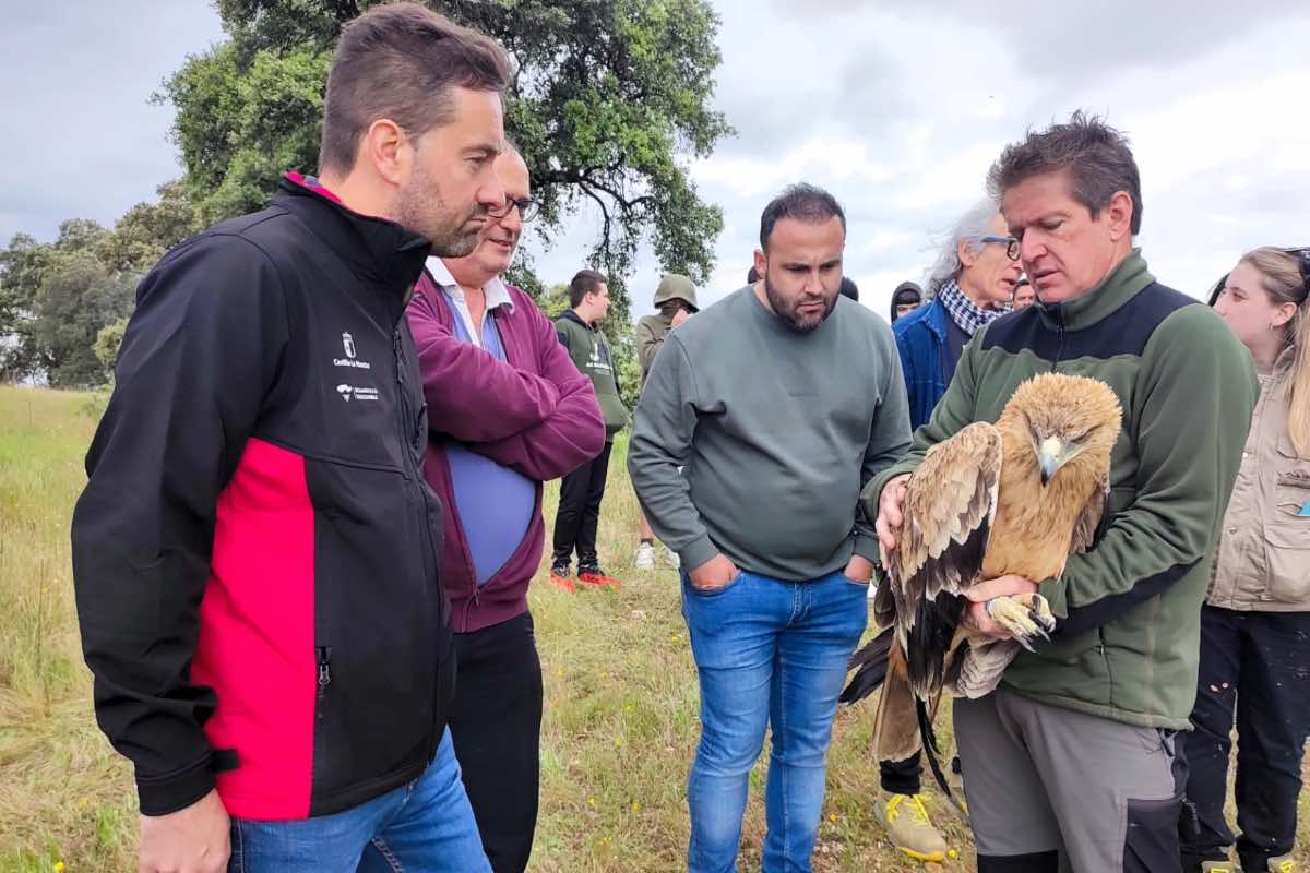 Foto: águila imperial en Oropesa (Toledo) rescatado en una balsa de riego
