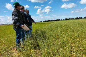 camelina
