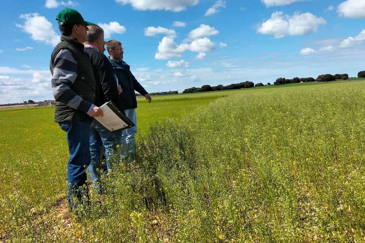 camelina