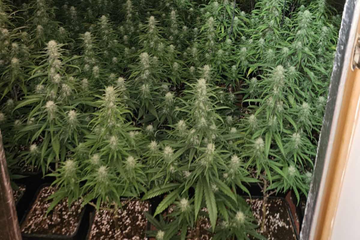 La Policía Nacional desmantela dos plantaciones "indoor" en Talavera de la Reina (Toledo) con cerca de 1.000 plantas de marihuana. Foto: Policía Nacional
