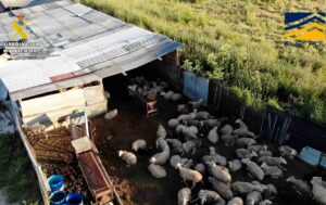 La explotación ganadera de Navahermosa (Toledo) en la que se sacrificaban animales de forma ilegal, cuya carne se distribuía en restaurantes asiáticos de Madrid. Foto: EFE/ Guardia Civil