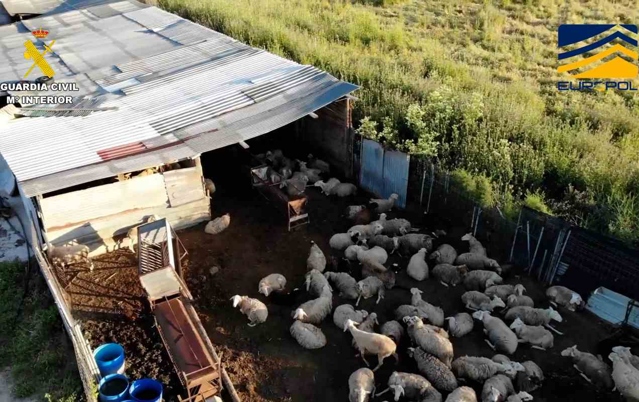 La explotación ganadera de Navahermosa (Toledo) en la que se sacrificaban animales de forma ilegal, cuya carne se distribuía en restaurantes asiáticos de Madrid. Foto: EFE/ Guardia Civil